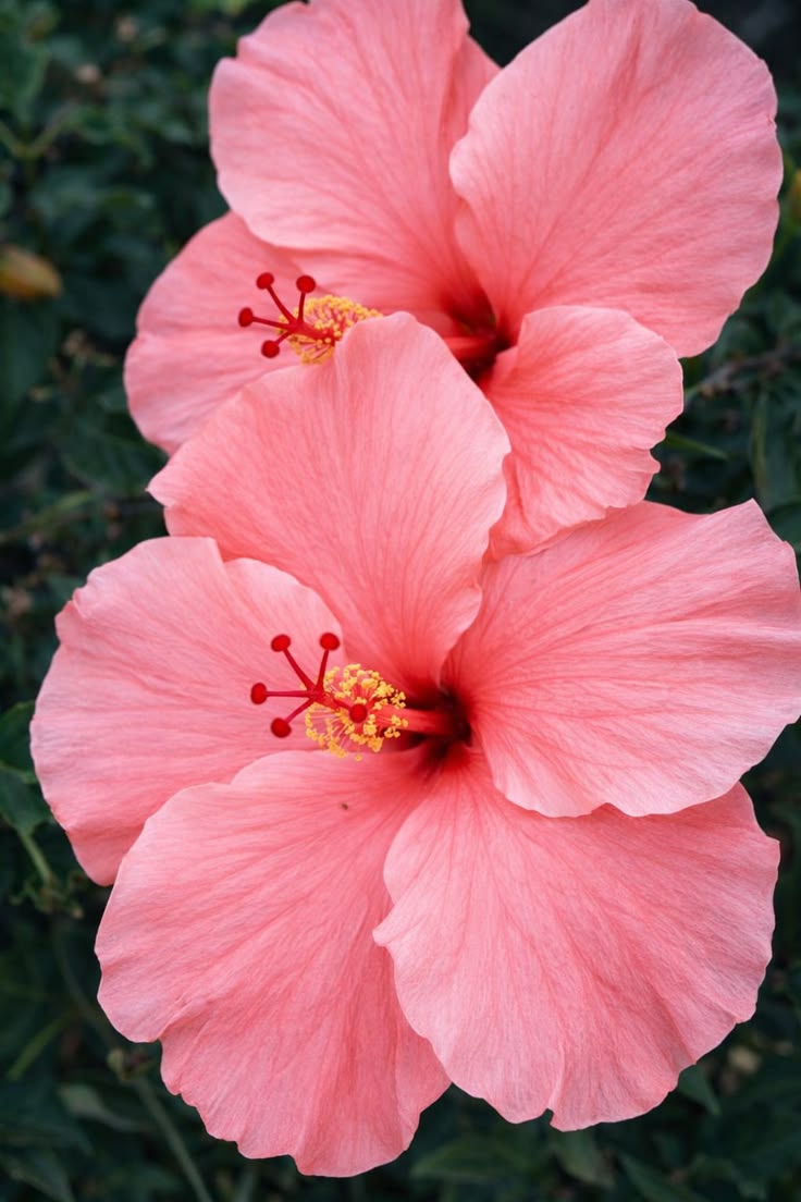 NATURAL PINK HIBISCUS 1 OZ
