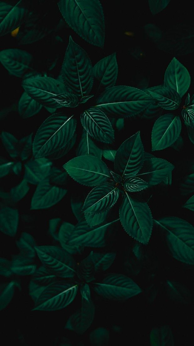 COLOR EN BLOQUE VERDE