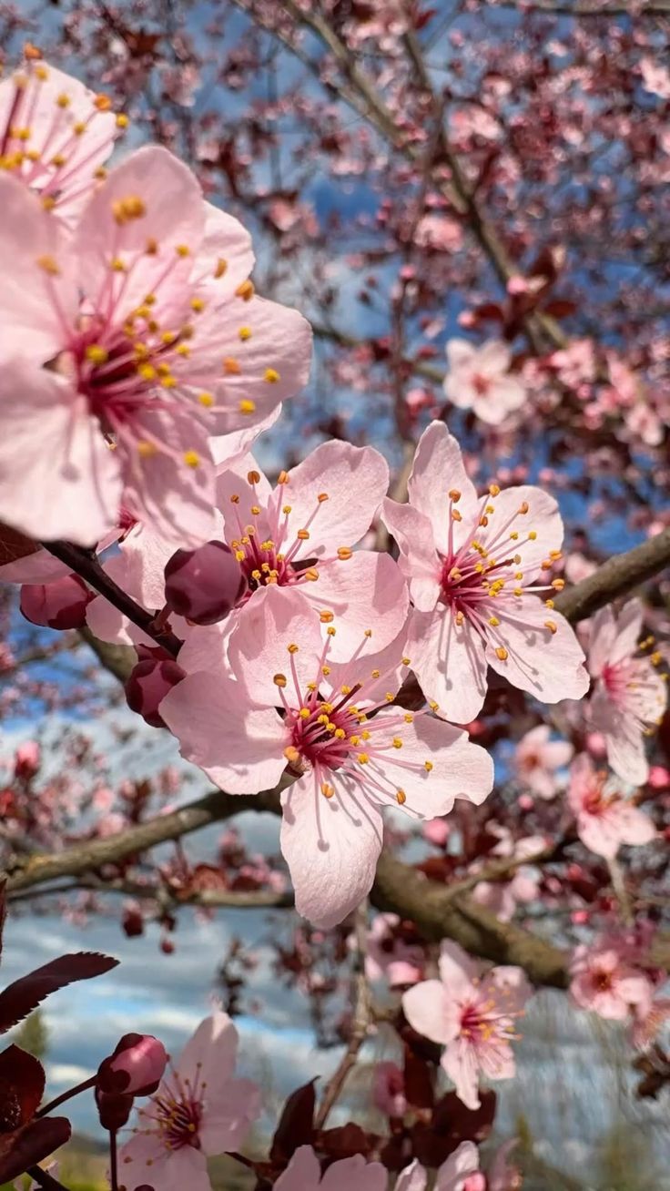 CHERRY BLOSSOM