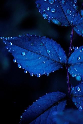 COLOR DARK BLUE