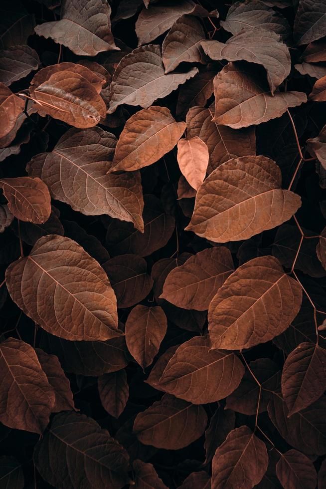 COLOR MARRON BLOQUE