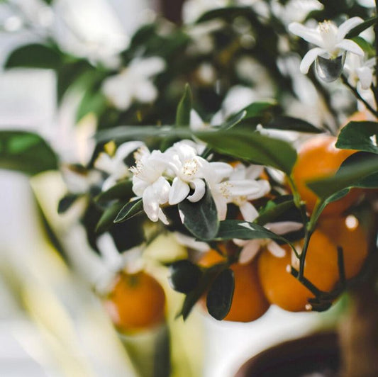 SUN KISSED CITRUS BLOSSOM ONZAS