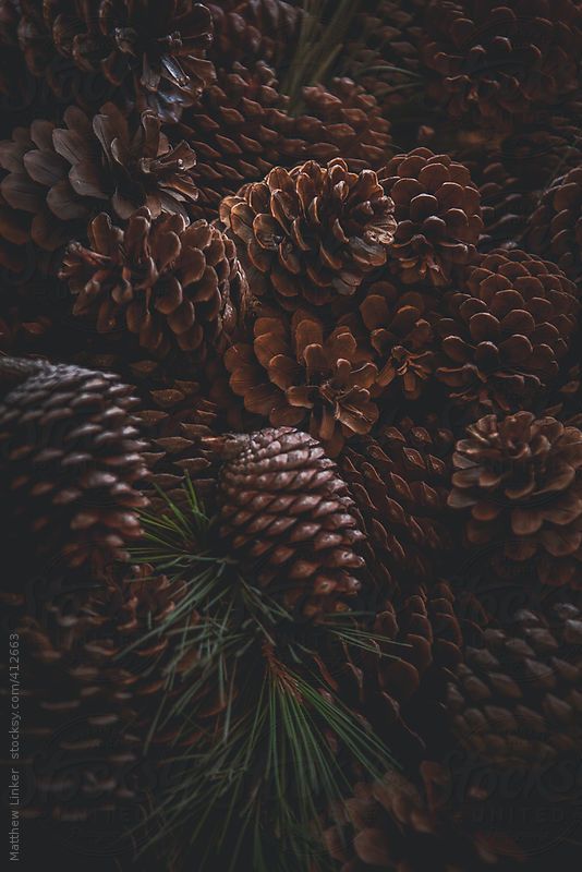 SCOTCH PINE 1 OZ