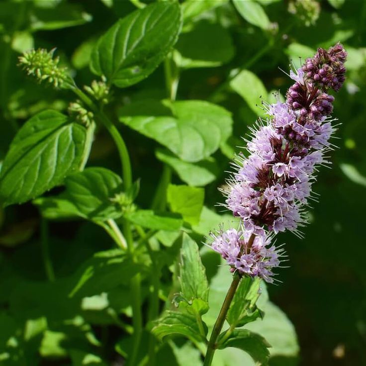 PATCHOULI 1 OZ