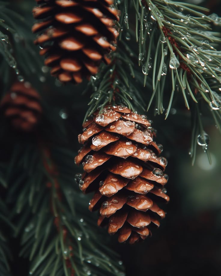 SCOTCH PINE