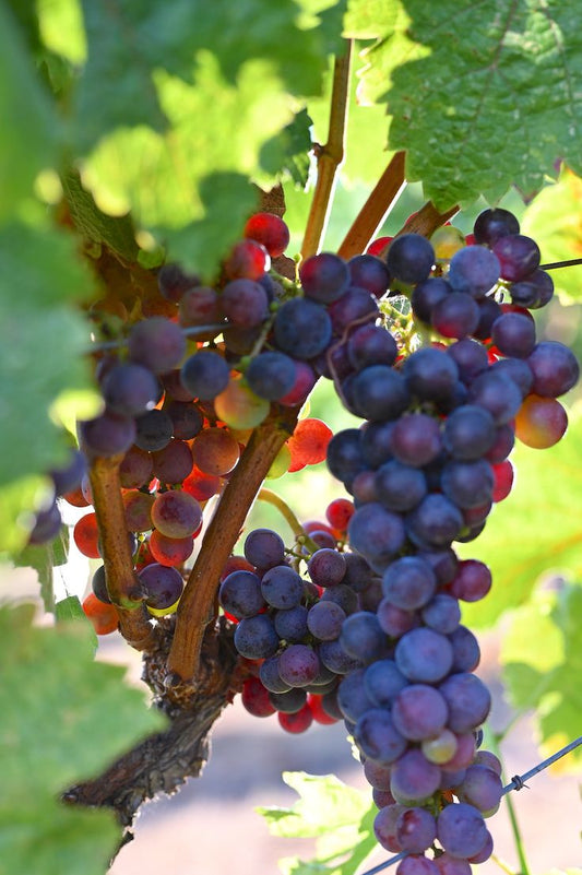 SONOMA GRAPE