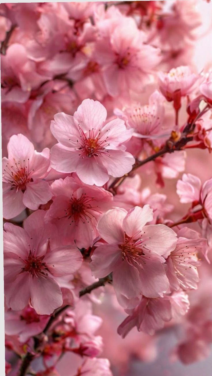 BEACHWOODS AND BLOSSOMS ONZAS