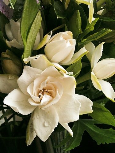 GARDENIA