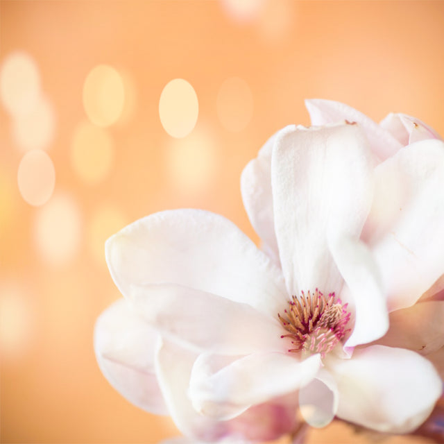FRAGANCIAS PEACH MAGNOLIA